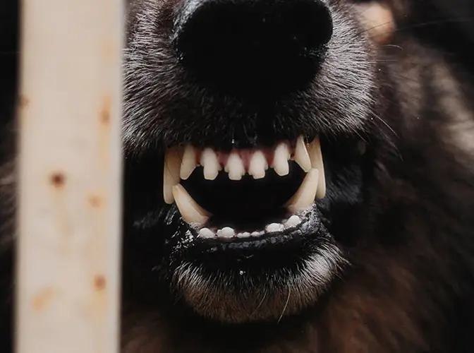 Dog Bite