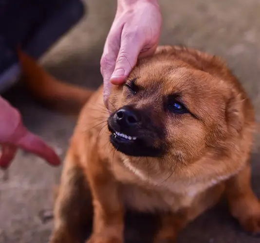 Dog Bite
