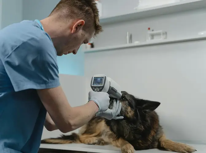 Dog Bite