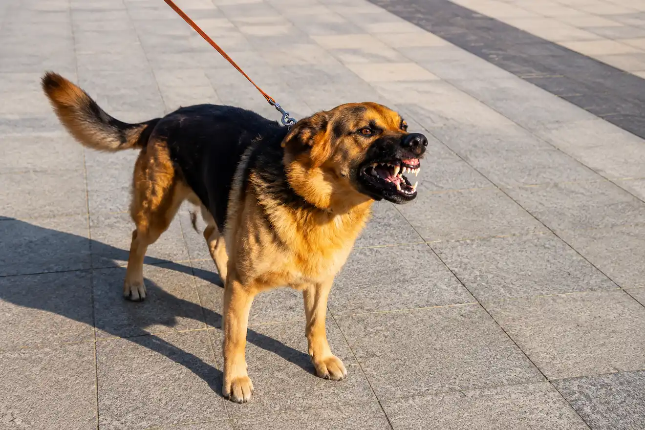 Thumbnail-For-Dog Bite Nerve Damage Long-Term Symptoms and Damages-By-Acuña Law Firm.webp